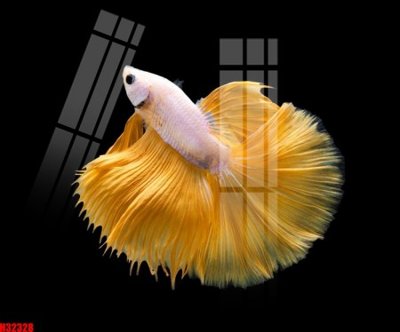 File gốc File tranh gốc in tranh tường nền tổng hợp H32328 (ảnh rõ nét) để in