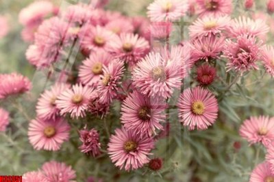 Tải xuống file tranh gốc File tranh gốc in tranh tường nền tổng hợp H32351 (PSD/TIFF)