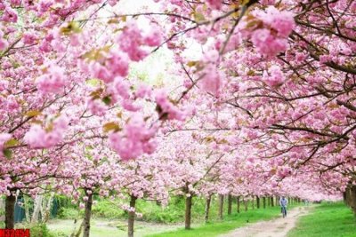 File gốc File tranh gốc in tranh tường nền tổng hợp H32454 (in lụa) chi tiết cao