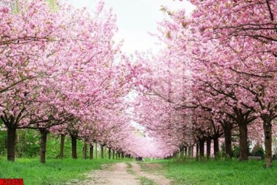 Hình ảnh file gốc in trần nhà File tranh gốc in tranh tường nền tổng hợp H32455