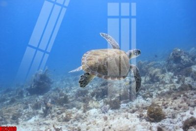 File PSD File tranh gốc in tranh tường nền tổng hợp H32469 (bản gốc) độ phân giải cao