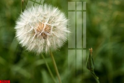 File gốc in tráng gương File tranh gốc in tranh tường nền tổng hợp H32618 chi tiết