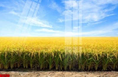 Tải file File tranh gốc in tranh tường nền tổng hợp H32750 (PSD) cho in ấn quảng cáo