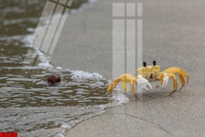 File in lụa File tranh gốc in tranh tường nền tổng hợp H32850 (tân cổ điển) File tranh gốc in tranh tường nền tổng hợp H32850