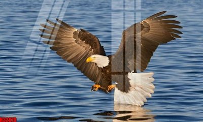 File gốc File tranh gốc in tranh tường nền tổng hợp H32870 (vector) cho in ấn