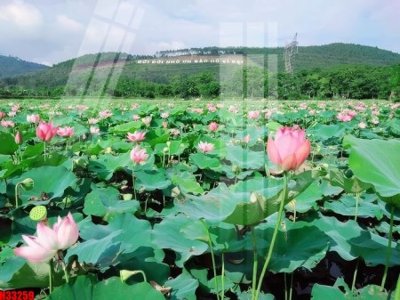 File gốc File tranh gốc in tranh tường nền tổng hợp H33259 (cho in ấn) từ Filetranh.com