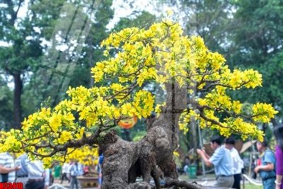 File gốc File tranh gốc in tranh tường nền tổng hợp H33410 (in lụa) tranh mã đáo