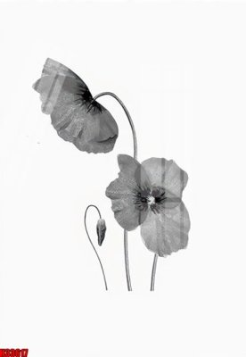 File gốc File tranh gốc in tranh tường nền tổng hợp H33617 (in lụa) cao cấp