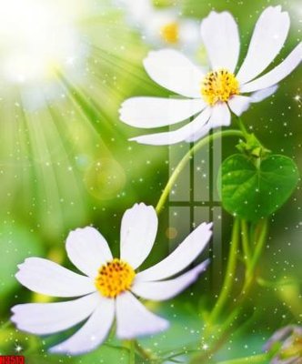 Download file gốc File tranh decor tranh bộ treo tường tổng hợp H3513 (in mica) trong suốt