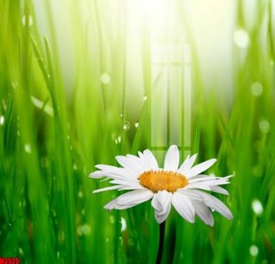 Tải file File tranh decor tranh bộ treo tường tổng hợp H3525 (gốc) làm file thiết kế