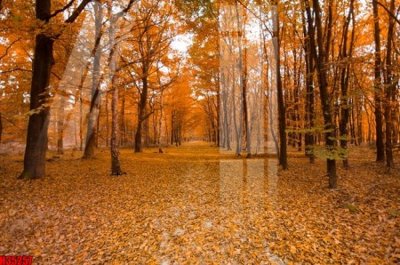 File tranh File tranh gốc in tranh tường nền tổng hợp H35257 (gốc) chủ đề trừu tượng