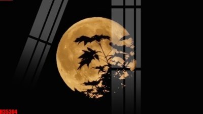 File PSD File tranh gốc in tranh tường nền tổng hợp H35304 (nguyên gốc) chất lượng cao