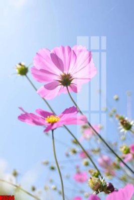 Tải file File tranh decor tranh bộ treo tường tổng hợp H3534 (ảnh gốc) in tranh kính