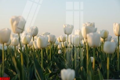 Chi tiết file gốc File tranh gốc in tranh tường nền tổng hợp H35667 (cho in tráng gương)