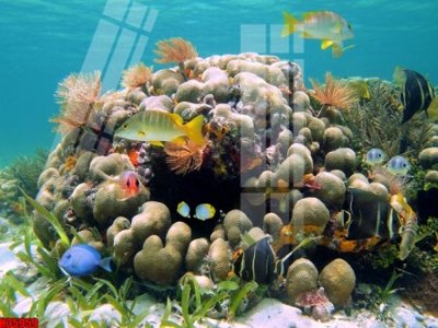 File gốc File tranh gốc in tranh tường nền tổng hợp H35959 (trang trí) phòng làm việc