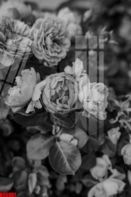 File gốc in ấn File tranh gốc in tranh tường nền tổng hợp H35987 chất lượng vượt trội