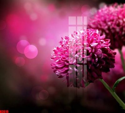 File tranh File tranh decor tranh bộ treo tường tổng hợp H3619 (ảnh gốc) độ nét vượt trội