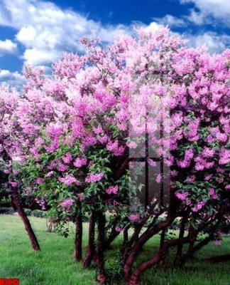 File gốc in ấn File tranh decor tranh bộ treo tường tổng hợp H3675 chuẩn màu CMYK