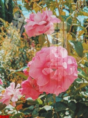 File gốc File tranh gốc in tranh tường nền tổng hợp H36781 (bản quyền) cho in ấn