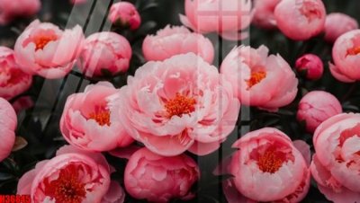 File gốc File tranh gốc in tranh tường nền tổng hợp H36845 (thiết kế) độc quyền