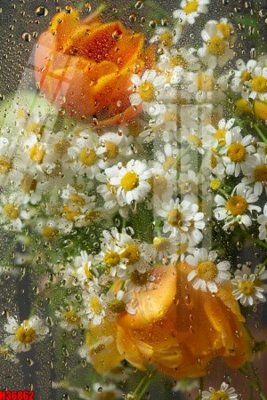 File tranh gốc File tranh gốc in tranh tường nền tổng hợp H36862 (bản đẹp) độc quyền