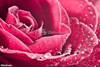 File in mica file tranh hoa H37 (bản gốc) làm vách ngăn