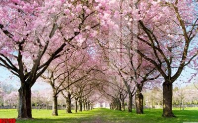 File gốc File tranh gốc in tranh tường nền tổng hợp H37190 (in lụa) trang trí tường