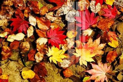 File tranh in trần File tranh decor tranh bộ treo tường tổng hợp H3730 (ảnh gốc siêu nét)