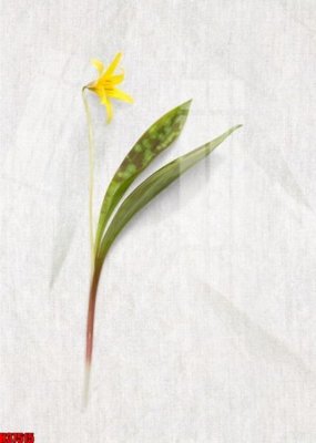 File ảnh File tranh gốc in tranh tường nền tổng hợp H37515 (gốc) in quảng cáo ngoài trời