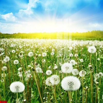 File tranh File tranh decor tranh bộ treo tường tổng hợp H3785 (gốc) in film