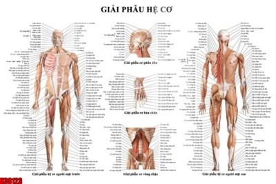 Download file gốc File tranh gốc in tranh tường nền tổng hợp H38123 (in lụa) nghệ thuật