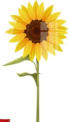 File tranh File tranh gốc in tranh tường nền tổng hợp H38997 (gốc) in film