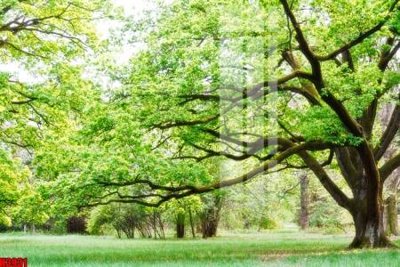 File ảnh gốc File tranh decor tranh bộ treo tường tổng hợp H3931 không vỡ nét