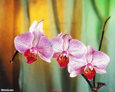 File in trần file tranh hoa H41 (file gốc) hoa văn 3D