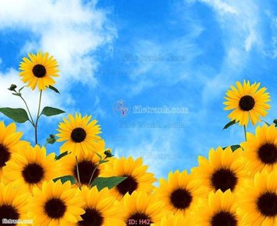 File tranh file tranh hoa H42 (bản gốc) in lụa 5D