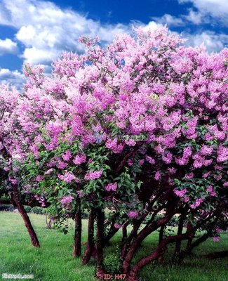 File gốc file tranh hoa H47 (PNG) trong suốt (transparent)