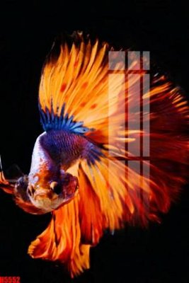 File in mica File tranh decor tranh bộ treo tường tổng hợp H5552 (ảnh gốc) đẹp