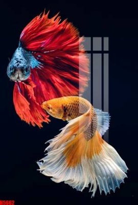 File gốc File tranh decor tranh bộ treo tường tổng hợp H5662 (in tráng gương) ốp tường