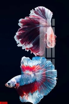 File gốc File tranh decor tranh bộ treo tường tổng hợp H5666 (thiết kế) độc quyền