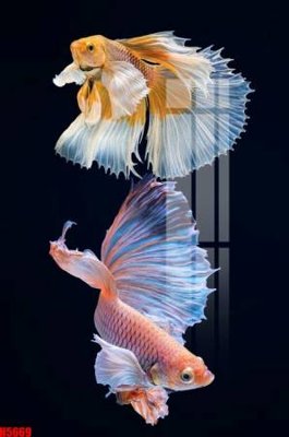 File gốc File tranh decor tranh bộ treo tường tổng hợp H5669 (PNG) nền trong suốt