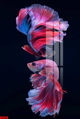 Tải file gốc File tranh decor tranh bộ treo tường tổng hợp H5676 (in khổ lớn) không vỡ