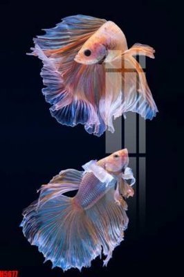 File gốc File tranh decor tranh bộ treo tường tổng hợp H5677 (in tráng gương) nghệ thuật