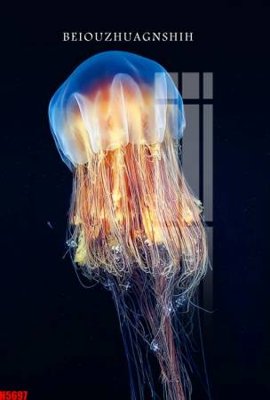 File tranh File tranh decor tranh bộ treo tường tổng hợp H5697 (bản gốc) in lụa 5D