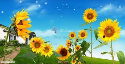 Tải file file tranh hoa H62 (PSD) cho in tranh 3D