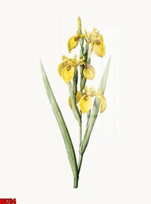 File tranh file tranh tổng hợp H6734 (file gốc) chủ đề phong thủy