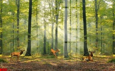 File in trần File tranh gốc in tranh tường nền tổng hợp H7427 (bản gốc) phong cảnh