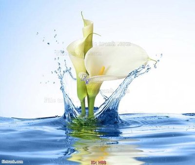 Tải file file tranh hoa H88 (gốc) làm tranh trang trí