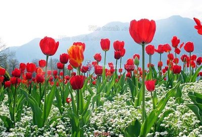 File in lụa file tranh hoa H94 (phong cảnh) file tranh hoa H94