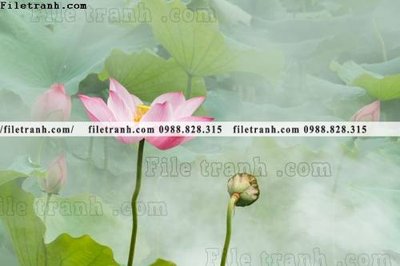 Tải file gốc Hinh anh hoa sen dep 652 (in tráng gương) 3DFile gốc Hinh anh hoa sen dep 652 (sẵn sàng in) chất lượng cao