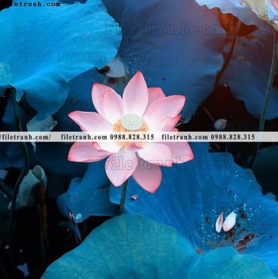 File gốc Hinh anh hoa sen dep 653 (phiên bản chuẩn) để in ấn